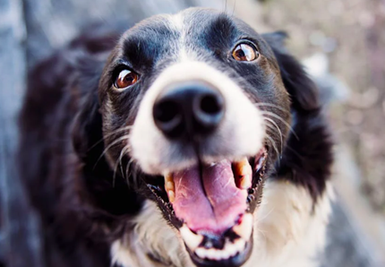 Kevin Costner innamorato del suo cane